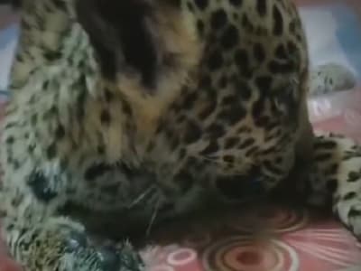 Jaguareté mejora, se alimenta y está sin suero 