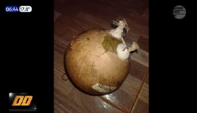 Niños hallan “explosivo” dentro de una pelota en Encarnación