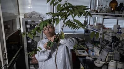 Planta común contiene cannabidiol sin THC