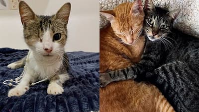 Coffee Cat: Un rincón de amor felino y solidaridad