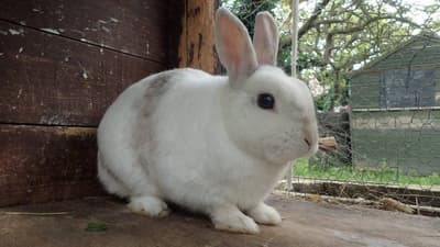 Robo de conejo en J. Augusto Saldívar: capturan a mujer adicta y se recupera mascota