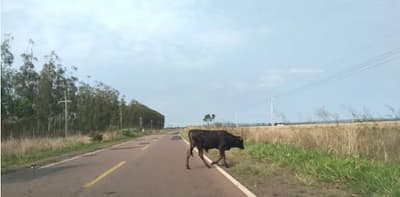 Animales sueltos y peligrosos cráteres: La riesgosa travesía de la ruta PY01