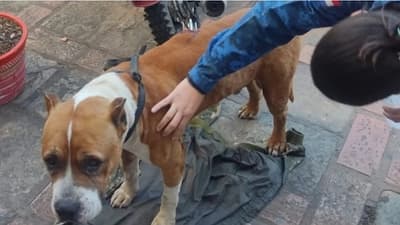 Detienen a hombre que “apuñaló” a pitbull refugiado en comisaría