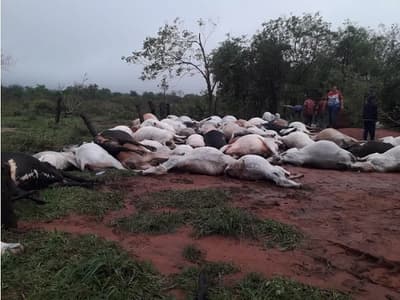 Devastación en Canindeyú: Tormenta eléctrica fulmina a 80 vacas y dos caballos