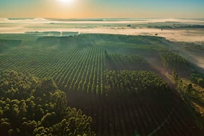 INFONA lanza herramienta para impulsar inversiones forestales