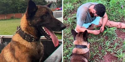 Ciro, el perro “héroe” de Encarnación que cautiva las redes sociales