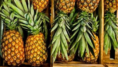 Horqueta exportará piña a Argentina: 200 productores beneficiados