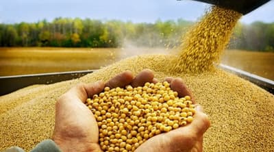 Exportación de soja a Argentina desafía capacidad de procesamiento local