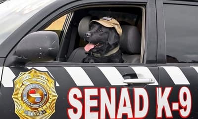 Conocé a Rocky, el can antidrogas estrella de la SENAD