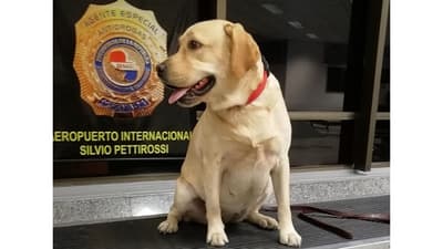 Lamentan fallecimiento de “Akira”, heroica can antidrogas