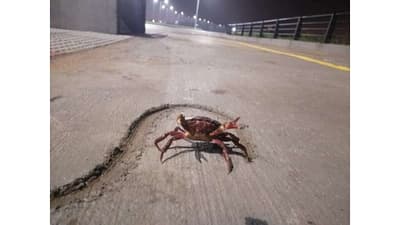 Migración de cangrejos rojos sorprende en la Costanera Sur