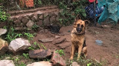 Fiscalía rescata 25 perros de criadero clandestino en Limpio