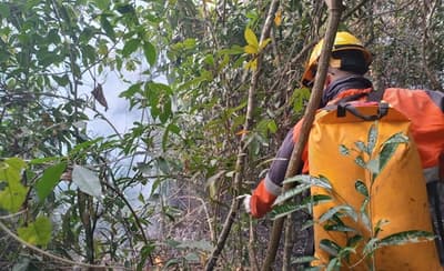 Lluvias apagan incendios forestales en el Chaco, informa Mades