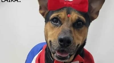 Falleció Laika, la perrita que dio su vida por defender a su dueño