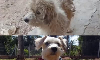 De víctima de maltrato a tener una familia amada: la historia de Rocky