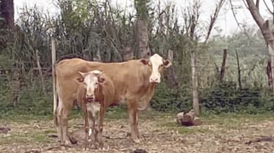 Vaca atropella y mata a un hombre en Itapuá