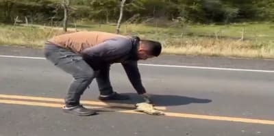 Hombre intenta rescatar a un lagarto y es arrollado por un auto