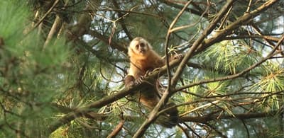 Monos en parques de Pilar por deforestación