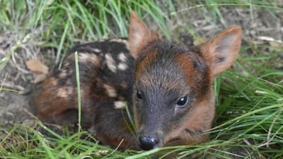Nace un pudú en Argentina, el ciervo más pequeño del mundo