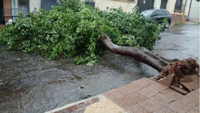Lluvias dejan árboles caídos, raudales y caos en Asunción