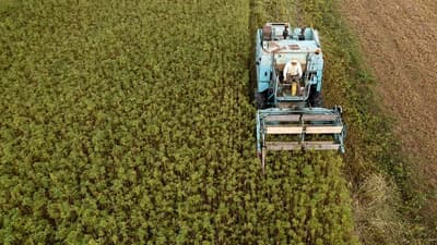 Paraguay advances: Industrial hemp enters animal feed sector