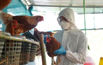 Senacsa declara alerta máxima por gripe aviar en Argentina