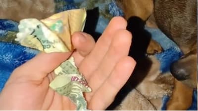 Perrito rompió el último G. 100 mil de su dueño