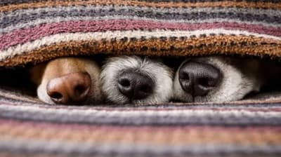 Recomiendan cuidar a mascotas ante el frío