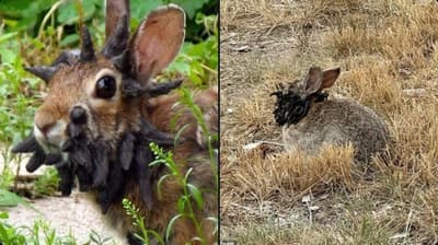 Conejos con cuernos y tentáculos aparecen en Colorado, EE.UU