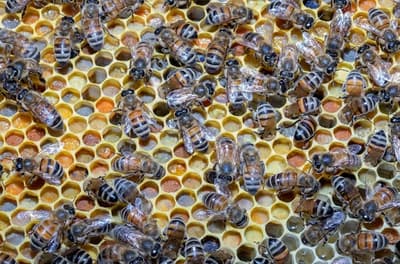 ¿Qué hacer si te atacan abejas? Lo que explicaron bomberos tras el caso en Luque