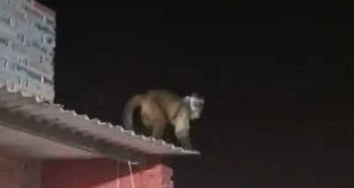 Mono hiere a un niño dentro de su casa en Loma Pytã