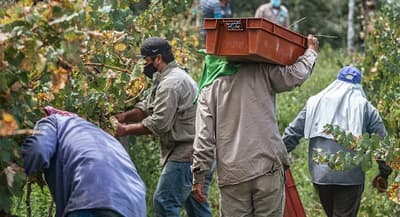 Ministerio de Trabajo impulsa empleo agrícola en España