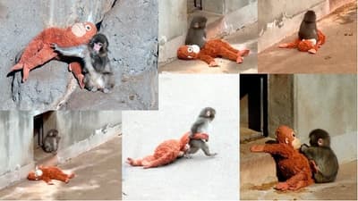 Punch, el macaco que fue abandonado y hoy se aferra a un peluche