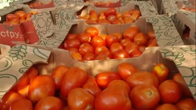Tomate caro: cruce entre Abasto y el MAG