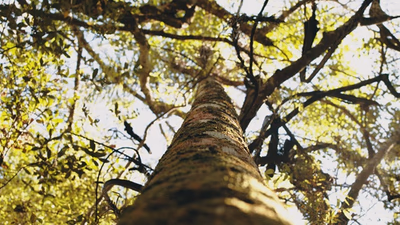 INFONA presenta resultados del Inventario Forestal Nacional 2026