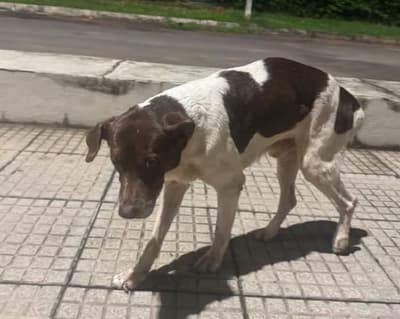 Lanzan plataforma para reportar mascotas perdidas