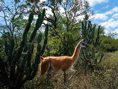 Médanos del Chaco, el tesoro natural que buscan proteger