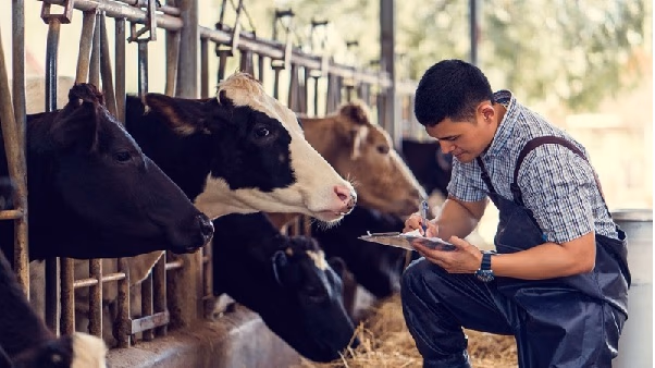 Senacsa invierte en bonos para impulsar la ganadería