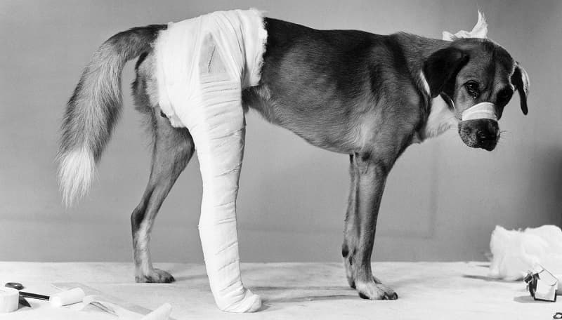 Pena de cárcel para quienes atenten contra animales