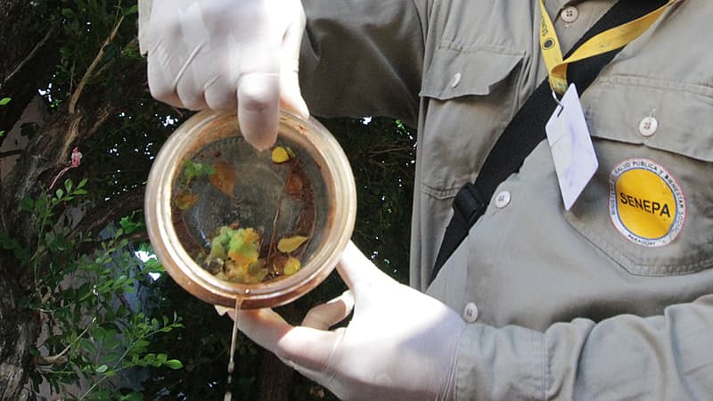 Detectan nuevos casos de dengue, chikungunya y zika