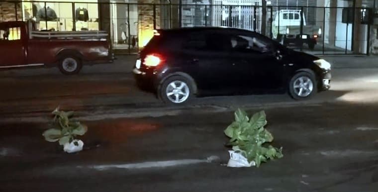 Vecinos tapan baches con arbolitos en San Antonio