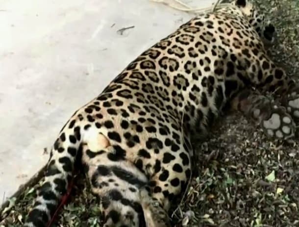 Liquidan a felino en peligro de extinción