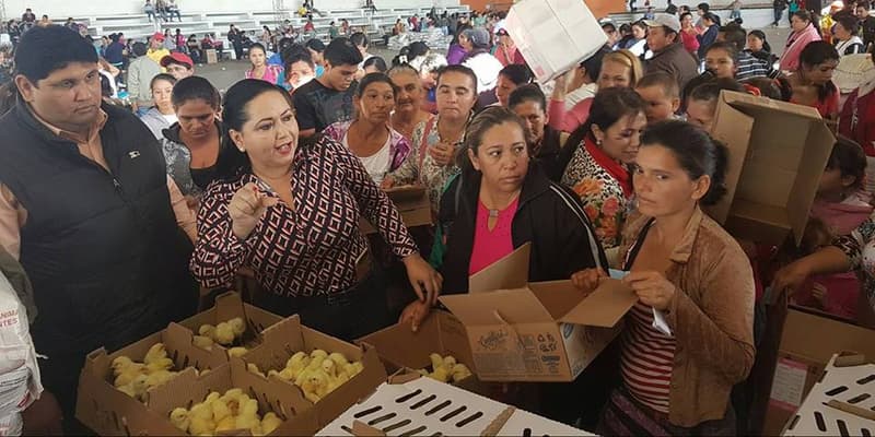 Entrega de pollitos termina en campaña política