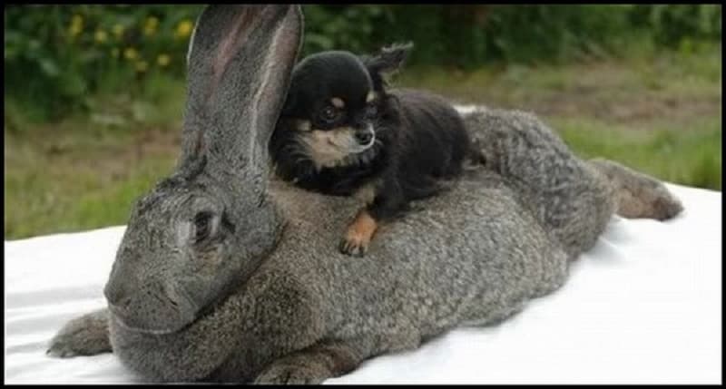 El conejo gigante de Flandes está en la Expo 2017