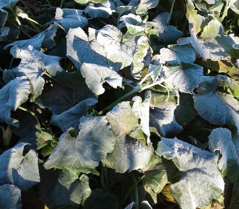 Un fallecido a causa del intenso frío