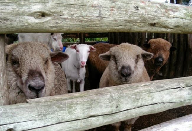 Asesinan a sexagenaria para robar ovejas