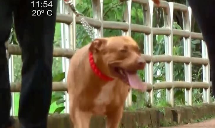 Pitbull ataca a niña de 10 años