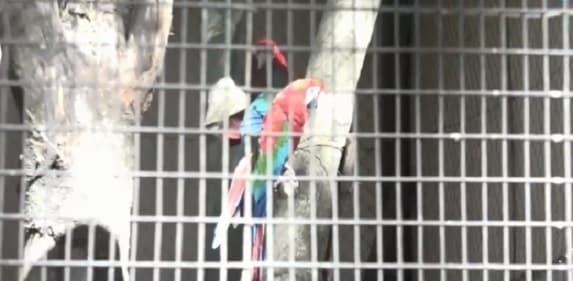 Roban costosas aves del zoológico