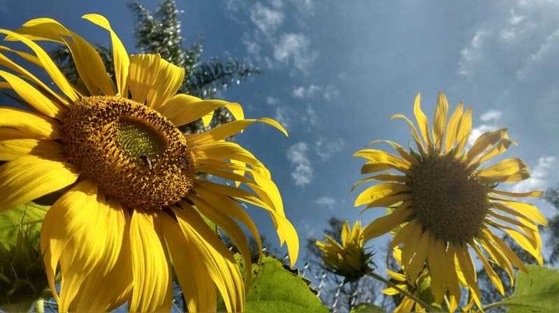 Pronostican lunes caluroso