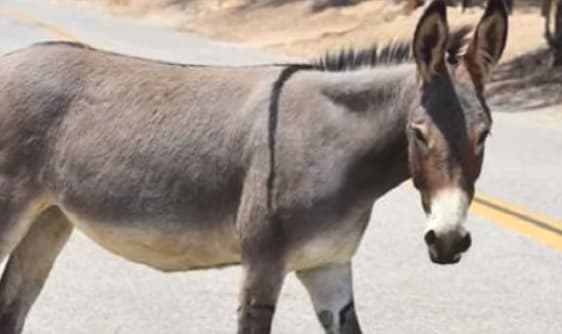 Fiscalía sospecha que niño de 3 años no murió por patada de burro